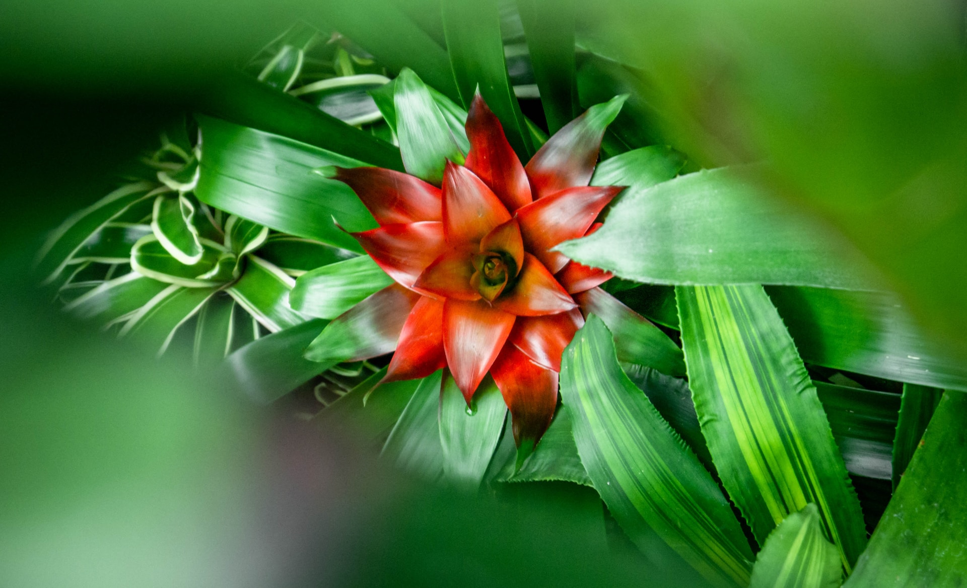 red and yellow flowers in green plants