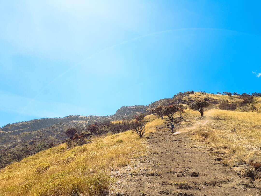 person standing on mountain ridge beside trees during daytime person standing on mountain ridge beside trees during daytime