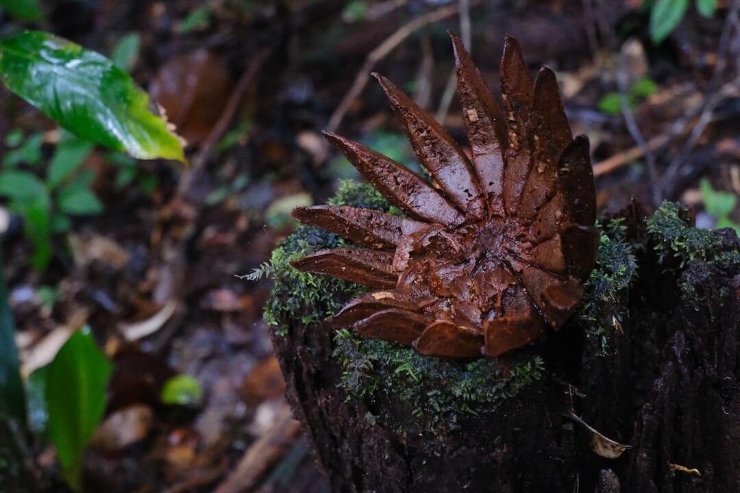 a close up of a plant on a tree stump a close up of a plant on a tree stump