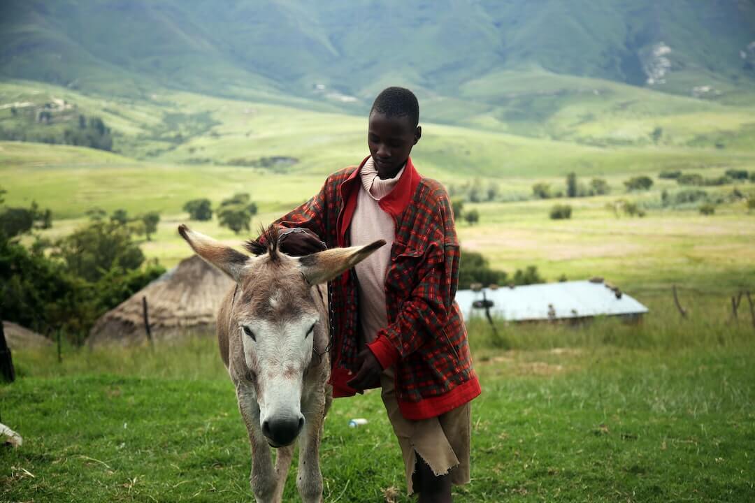 man holding beige horse man holding beige horse